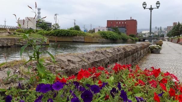 小樽運河の川岸に植えられた紫と赤い花 小樽運河の川岸に植えられた紫と赤い花 小樽運河,川岸,花の写真素材