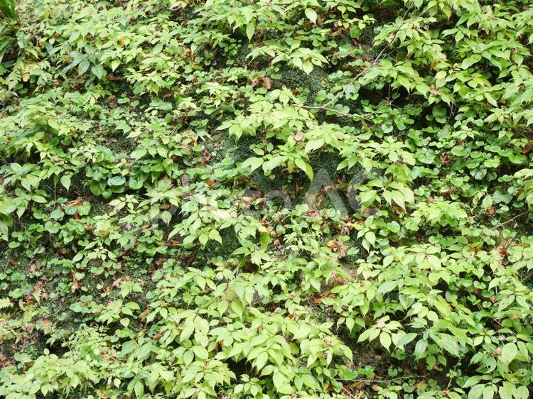 派手に咲き乱れる山中の緑の植物 植物,草,山の写真素材