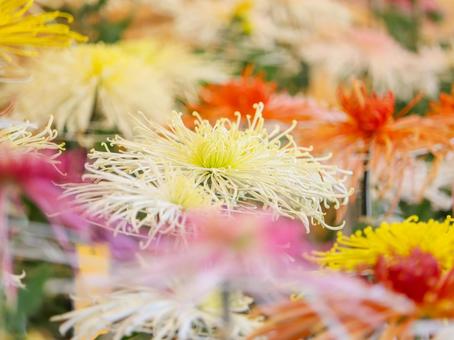 菊 菊 菊,菊の花,キクの写真素材