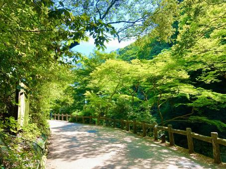 滝道 滝道の写真