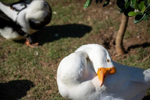 羽繕いする白いアヒル アヒル,白いアヒル,水鳥の写真素材
