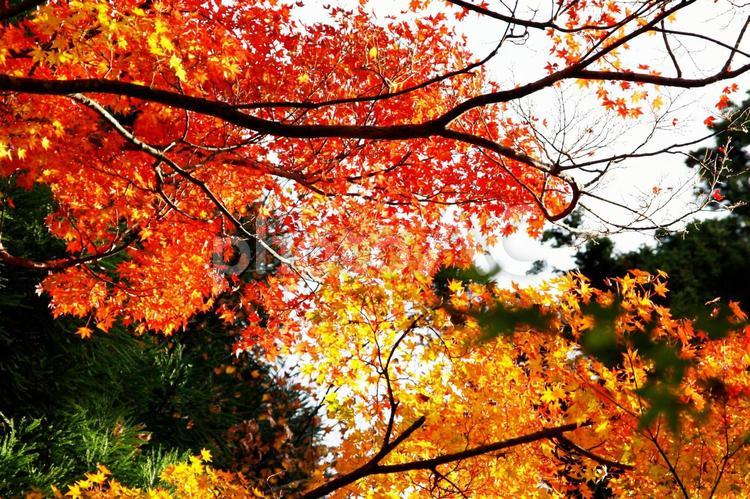 紅葉1(赤と黄と緑) もみじ,季節,山の写真素材