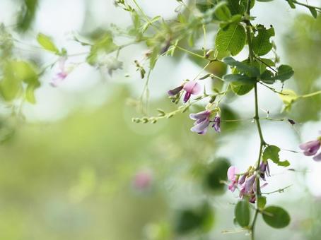 しなやかに咲く萩の花 しなやかに咲く萩の花 萩,初秋,秋の七草の写真素材