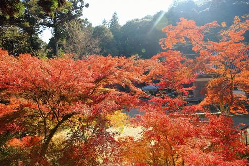 紅葉真っ盛り 紅葉,モミジ,西林寺の写真素材