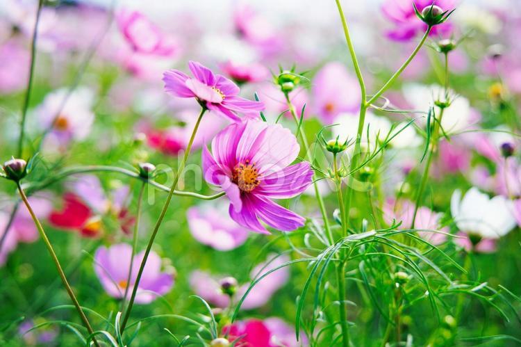 コスモスのお花畑 コスモス,秋桜,コスモス畑の写真素材