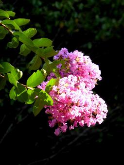 公園の植え込みで開花したサルスベリ サルスベリ,木,花の写真素材