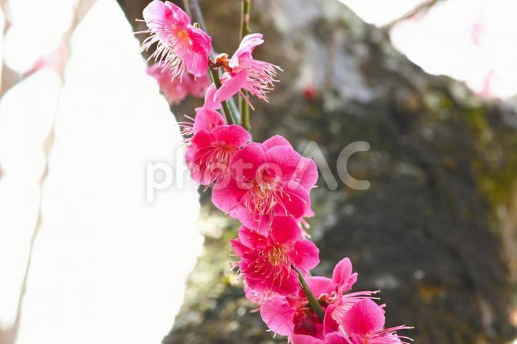 梅林公園　梅の花　 梅,花,梅林の写真素材