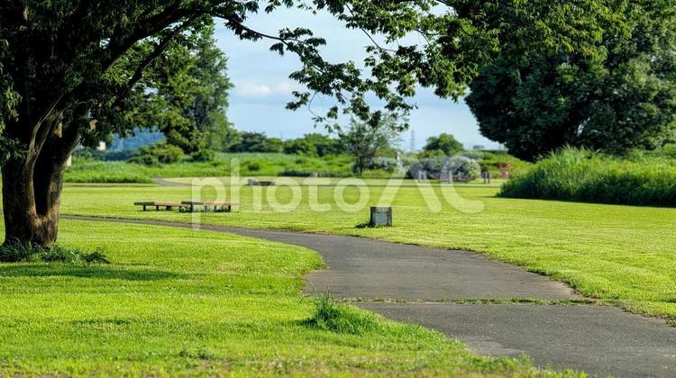 夏の公園、木陰の散歩道 公園,芝生,緑の写真素材