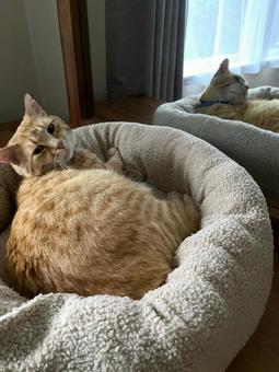 ドレッサーの上で寝起きの茶とら猫２ 猫,茶とら,寝起きの写真素材