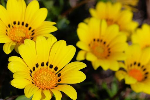 Gazania flowers in the sun in a flowerbed in mid-April, JPG Gazania flowers in the sun in a flowerbed in mid-April, JPG