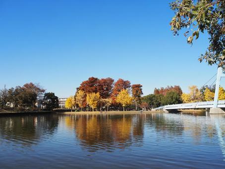 水元公園の紅葉・水元大橋＆小合溜・葛飾区 秋,水元公園,紅葉の写真素材
