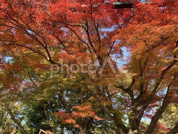 張り巡らされた血管のよう5 web素材,web背景,秋の写真素材