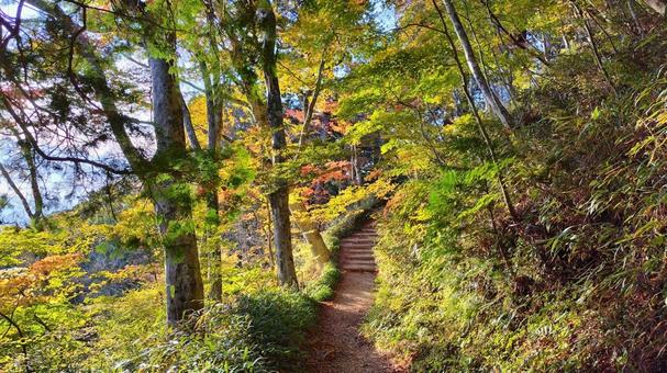紅葉の登山道④ 紅葉の登山道④の写真
