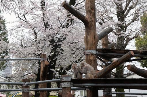 春とサル 春とサル サル,サル園,さくらの写真素材