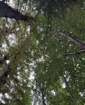 木 植物,自然,林の写真素材