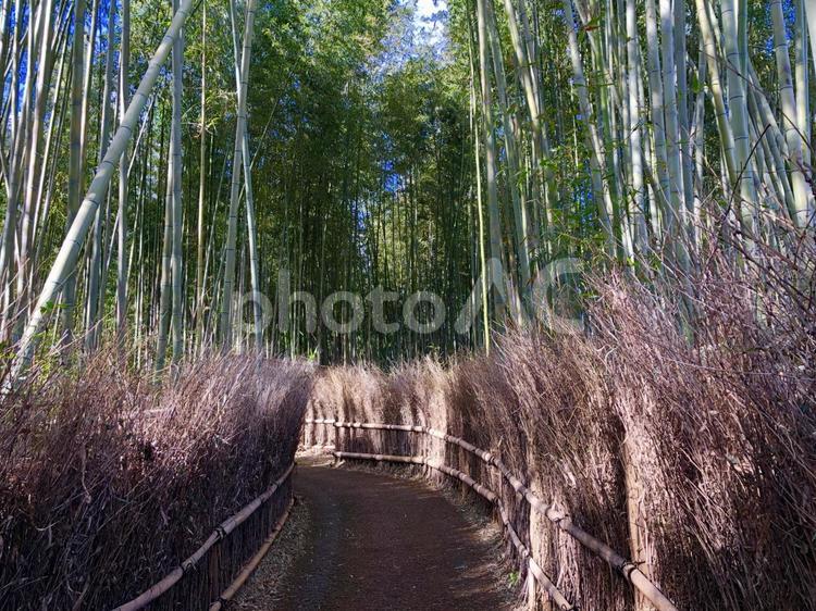 嵯峨野の竹林 竹林,嵯峨野,自然の写真素材