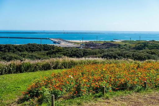海の見える丘と咲き誇る花々 海の見える丘と咲き誇る花々 花,人物なし,自然の写真素材
