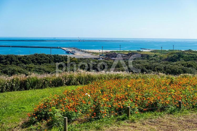 海の見える丘と咲き誇る花々 花,人物なし,自然の写真素材