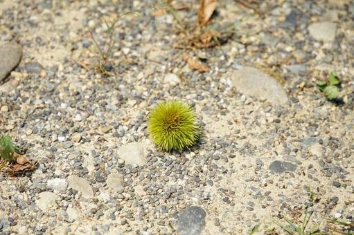 自然に落ちた緑の栗の毬 自然に落ちた緑の栗の毬 栗,緑色,自然の写真素材