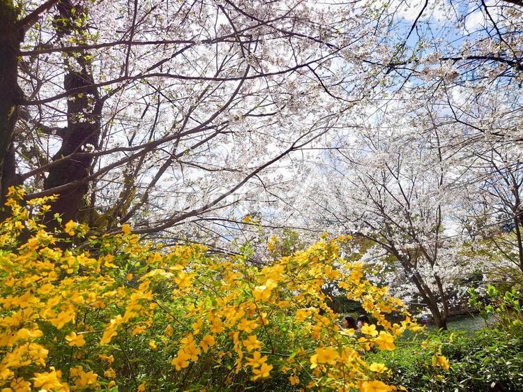 桜と山吹の咲く井の頭公園 桜,ソメイヨシノ,山吹の花の写真素材