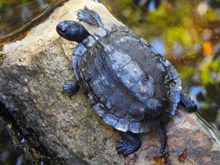 橋の下の岩の上で甲羅干しするカメ 橋の下の岩の上で甲羅干しするカメ カメ,爬虫類,生物の写真素材
