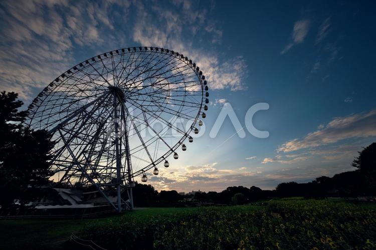 葛西臨海公園　朝焼けと観覧車と飛行機雲 葛西臨海公園,東京都江戸川区,ダイヤと花の大観覧車の写真素材