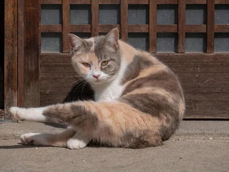 猫 猫 猫,動物,生き物の写真素材