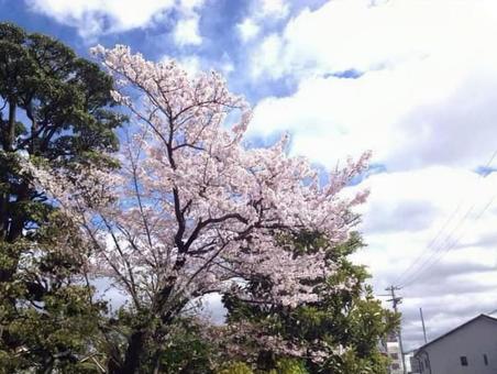 桜 桜の写真