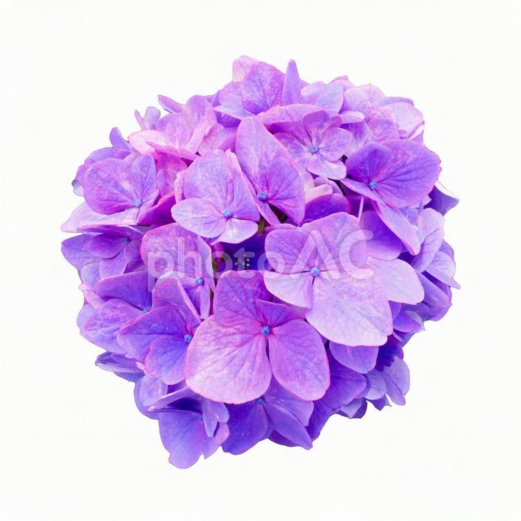 あじさい　切り抜き素材PSD あじさい,アジサイ,紫陽花の写真素材