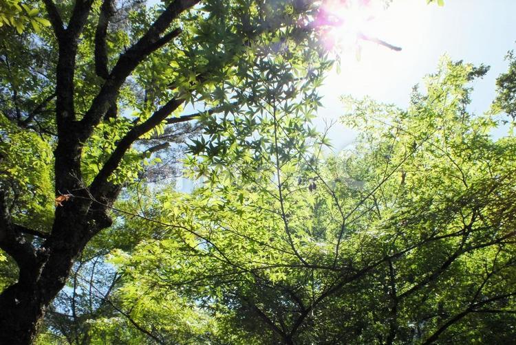 木漏れ日　紅葉の若葉の下 新緑,木漏れ日,グリーンの写真素材