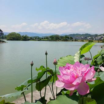 ベトナム蓮 自然,景色,景観の写真素材
