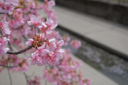 桜と水路 桜と水路 桜,春,さくらの写真素材