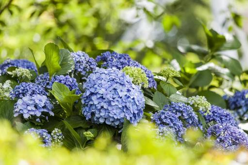 サンテパルクの紫陽花10(田原市) サンテパルクの紫陽花10(田原市)の写真