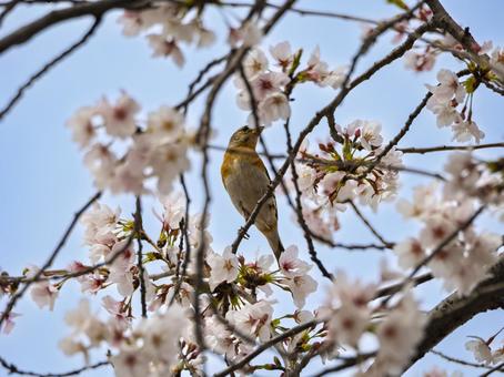 Cherry blossoms in full bloom, JPG Cherry blossoms in full bloom, JPG