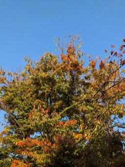 立冬前の雨上がりの朝の青空と木々の紅葉 晩秋,樹木,梢の写真素材