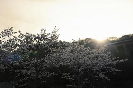 Photo, cherry blossoms, spring, sunset, 