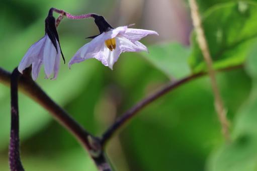 紫色の花びらのナスの花のアップ 紫色の花びらのナスの花のアップの写真