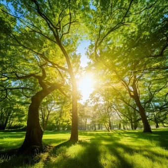 Sunlight filtering through the trees, sunbeams leaves, natural, wood, JPG