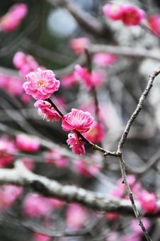 Plum (Yaekankou), JPG Plum (Yaekankou), JPG