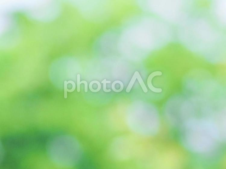 木漏れ日 木漏れ日,こもれび,ボケの写真素材