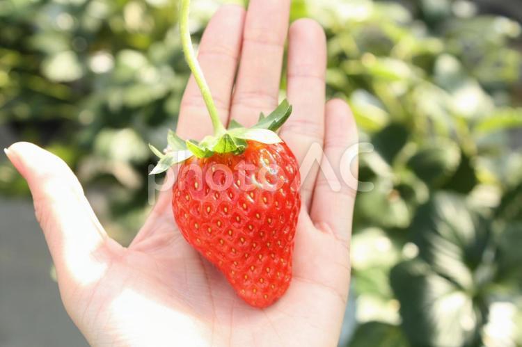 手のひらにいちご いちご,イチゴ,手のひらの写真素材