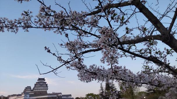姫路城と桜の春景色 姫路城と桜の春景色の写真