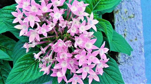 紫のお花 紫のお花の写真