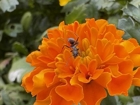 マリーゴールドを探検するアリンコ 04 マリーゴールド,蟻,花の写真素材