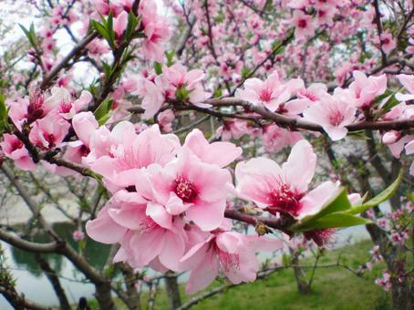 桜の花・春の訪れ_02の写真