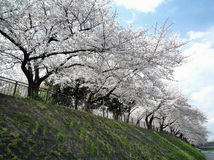 桜並木 春,桜,桜並木の写真素材