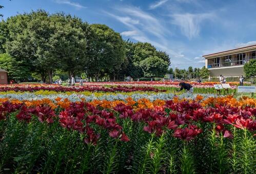 ユリ 百合,ユリ,花の写真素材