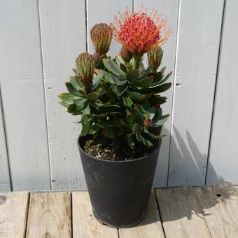 Leucospermum Carnival Red, JPG