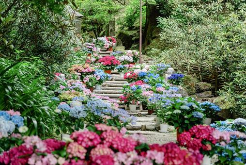 紫陽花の散歩道 紫陽花の散歩道の写真