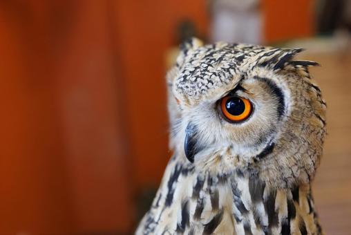フクロウ フクロウの写真